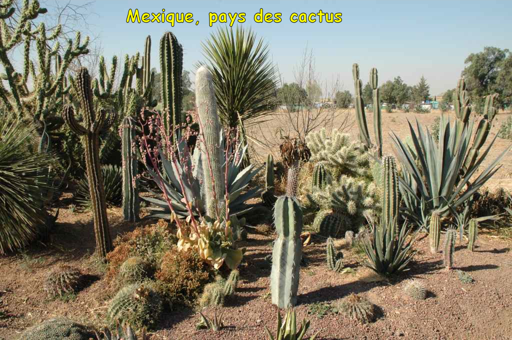 1240_cactus.JPG