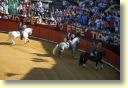 3340_Jerez,_feria_del_caballo_DSD_1549.JPG
