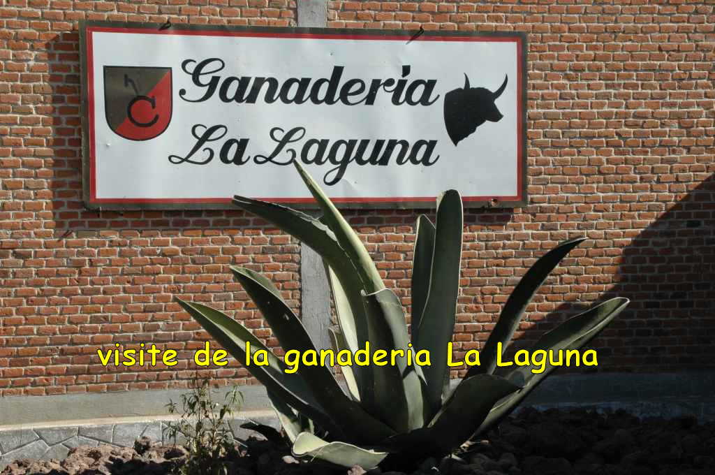 2070_Tlaxcala,_ganaderia_La_Laguna.JPG